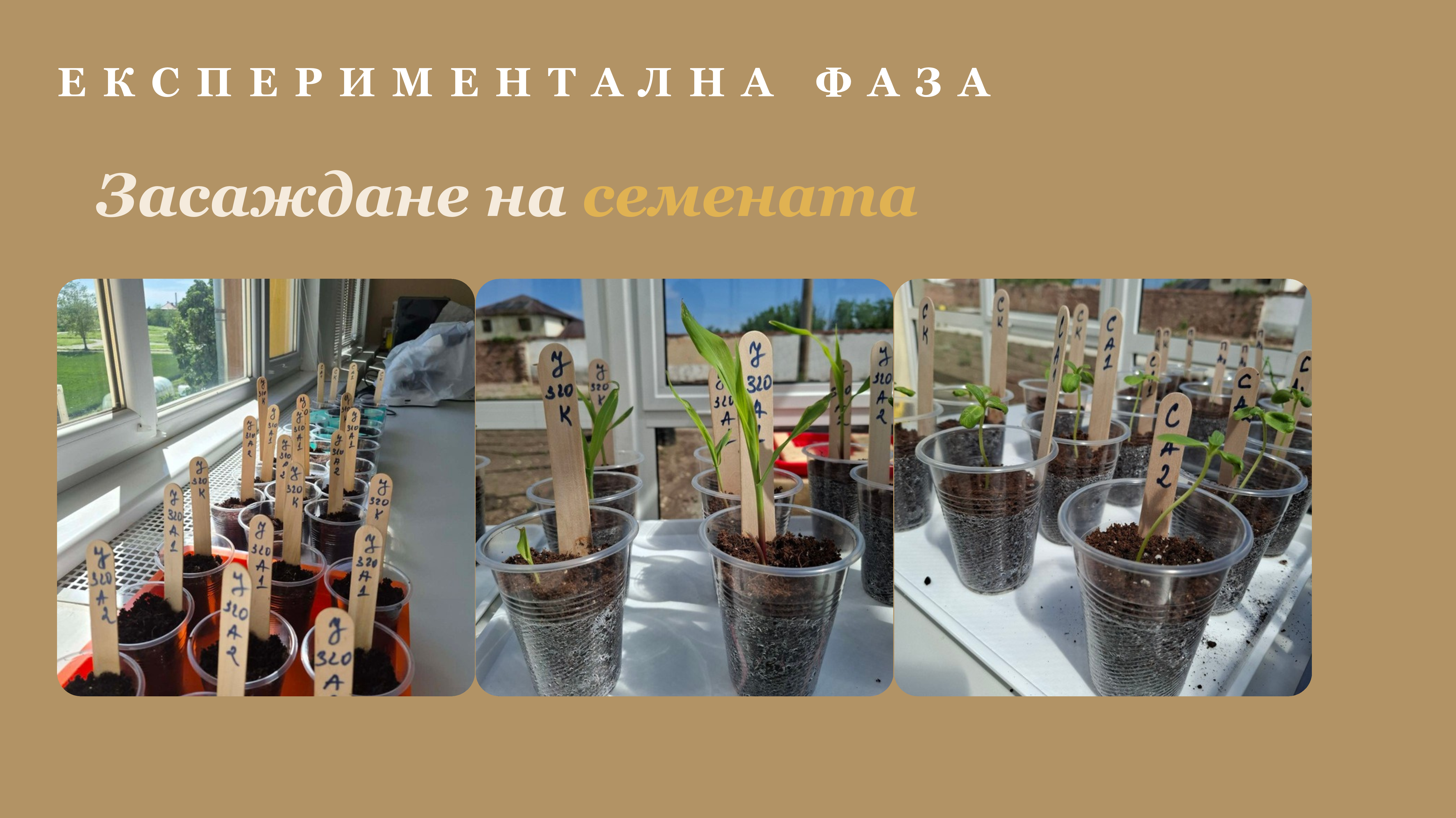 Засаждане на семена