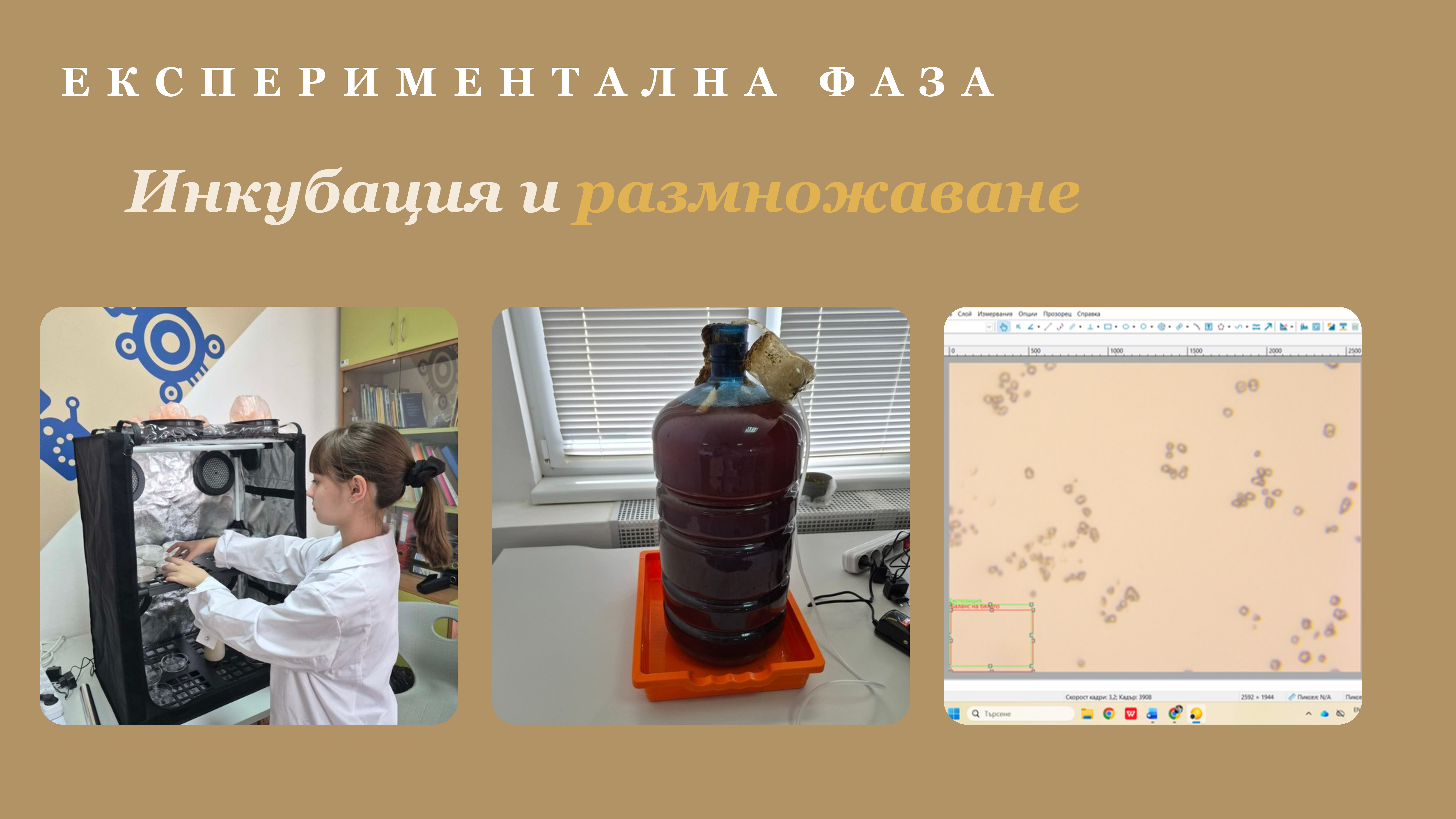 Инкубация и размножаване
