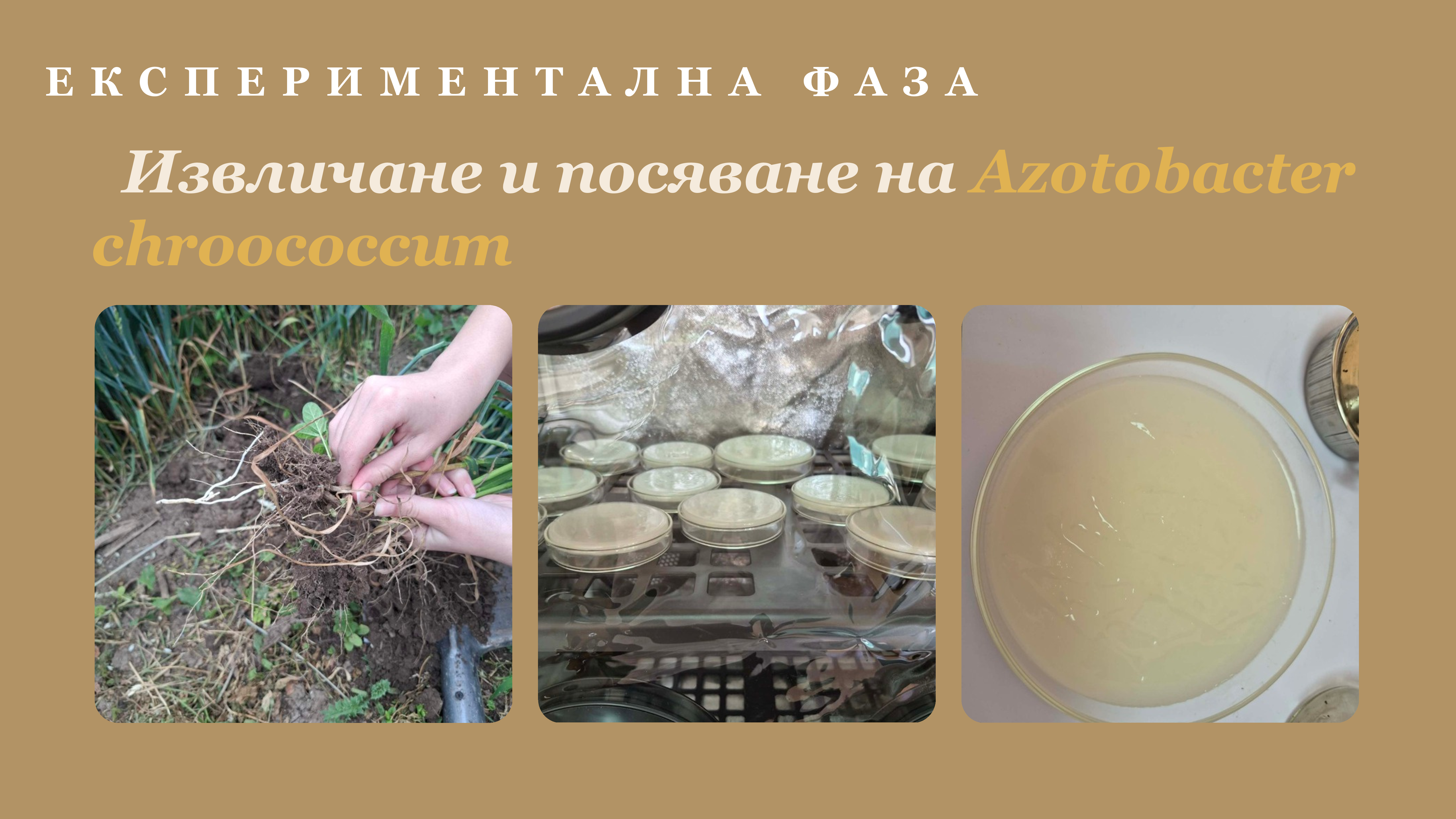 Извличане и посяване